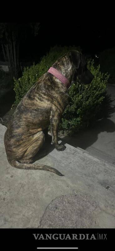 $!Ramos Arizpe: Recuperan a uno, pero siguen buscando a tres perros Gran Danés que escaparon tras incendio en empresa