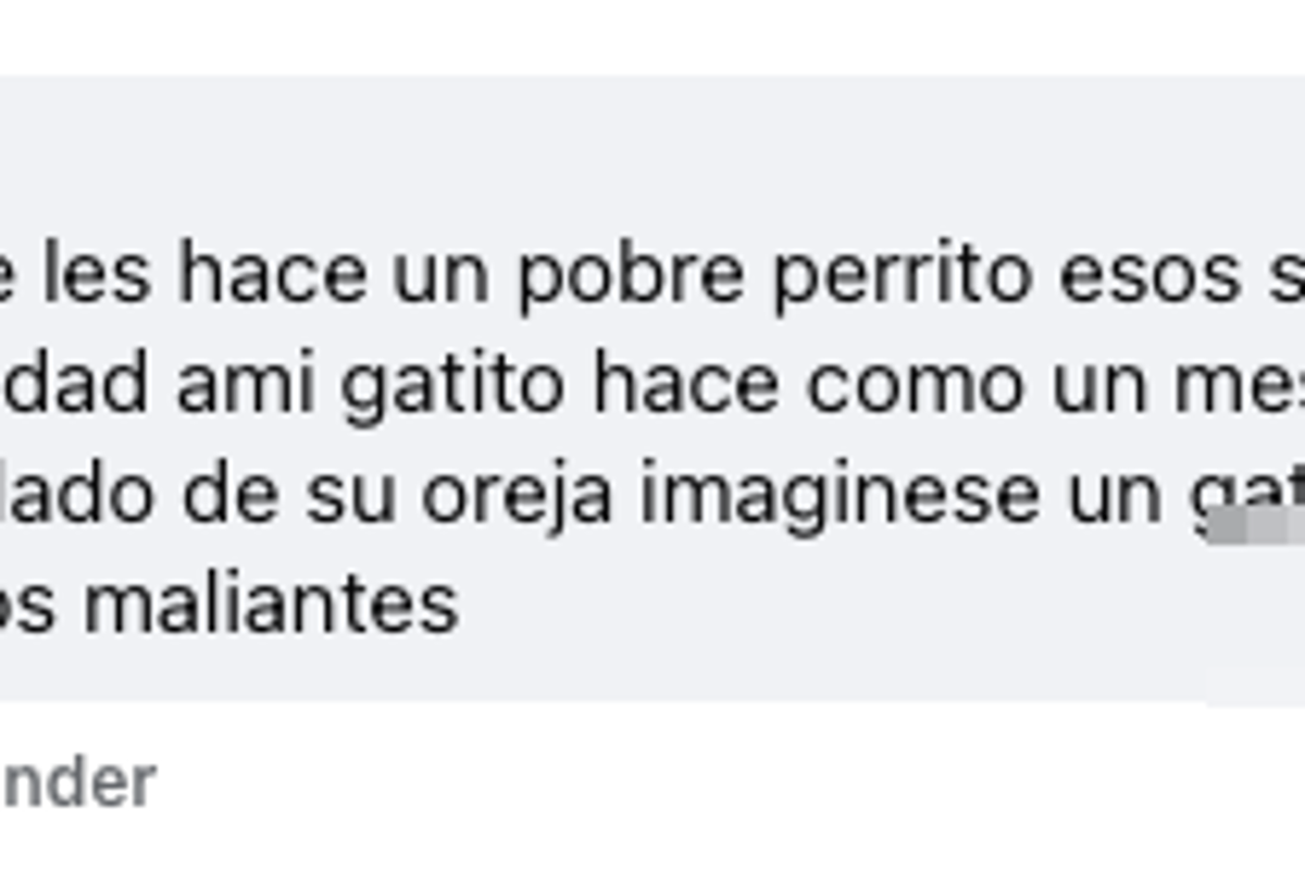 $!Karla “N” denuncia el maltrato a su gato con pistolas de postas y lamenta la violencia contra los animales en Múzquiz.
