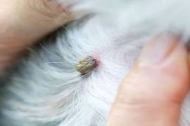 En lo que va del año, dos casos de rickettsia han sido detectados en Ramos Arizpe y otro más en Frontera.