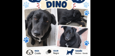 La familia de Dino pide apoyo para localizarlo y solicita a la ciudadanía compartir su fotografía e información para facilitar su regreso a casa.