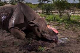 Imagen de rinoceronte mutilado gana el premio &quot;Wildlife Photographer of the Year&quot;