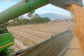 Con una expectativa de producción de sólo 24.3 millones de toneladas de maíz en el ciclo 2026-2027, este marcador registraría un desplome del 11.1% respecto al ciclo 2020-2021.