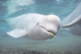 La criatura marina fue vista por primera vez en el río Sena a principios de la semana pasada