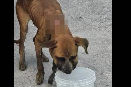 El animal presentaba heridas graves, incluyendo pérdida de piel en el cuello, según reportó Martínez en sus redes sociales.