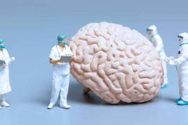 El Día Mundial del Cerebro se celebrará el próximo 21 de julio.