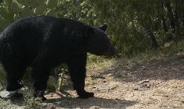 El aumento de cabañas en las áreas naturales de la sierra de Arteaga ha generado conflictos con la fauna local, en especial con los osos negros que transitan por esta zona.