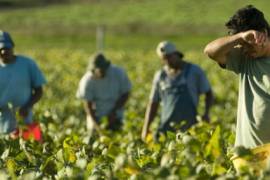 Viajarán 600 jornaleros agrícolas mexicanos para laborar en Canadá