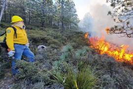 El incendio forestal hasta el momento ha consumido matorral bajo y lechugilla, de acuerdo con lo que reportó Protección Civil del estado