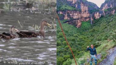 Estos patos salvajes aprovechan un encharcamiento en Brisas, y la cascada en el Cañón de San Lorenzo se revela tras intensas lluvias en la Sierra de Zapalinamé.