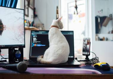 Con el desarrollo de la tecnología y los entornos digitales, la figura del gato doméstico se ha convertido en un icono indispensable de la cultura de internet y de la vida cotidiana.