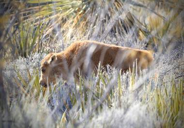 Las primeras crías de bisonte nacieron en la Reserva El Santuario, en Cuatro Ciénegas, seis meses después de la reintroducción de la especie al desierto coahuilense.