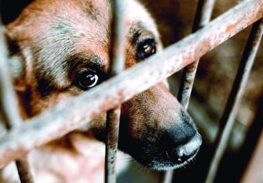 El festival reunirá iniciativas de rescate y espacios para encontrar hogar a perros y gatos, además de recolectar insumos para su cuidado.