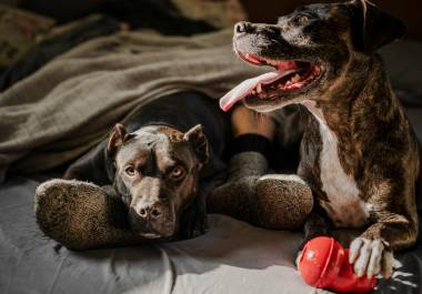 Aunque las medidas han sido bien recibidas en general, expertos y activistas critican la falta de especificidad y la necesidad de mayor consulta con biólogos y veterinarios.