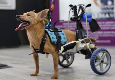 Fundación Louigy A.C. actualmente atiende a 37 perros, muchos de ellos adultos mayores, discapacitados o con enfermedades que requieren atención permanente. Rexy, quien tiene fracturas de columna y cadera, es uno de ellos. FOTOS: HOMERO SÁNCHEZ Y CORTESÍA