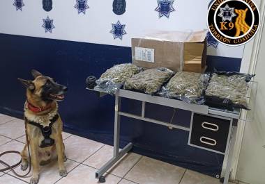 El binomio canino “Noah” localizó un paquete con casi dos kilogramos de marihuana durante un operativo de inspección en una empresa de paquetería de Torreón.