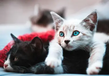 Los gatos que deambulan por la ciudad pueden generar conflictos vecinales, basura, ruido, accidentes y afectaciones a la fauna.