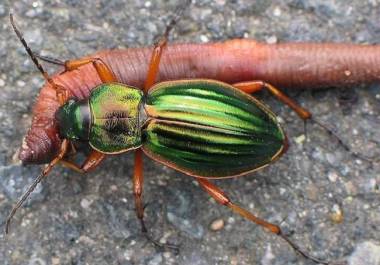 El escarabajo bombardero se puede encontrar en diversas regiones de México, especialmente en áreas con climas templados y húmedos.