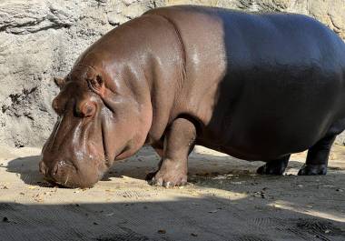 Gen-chan, un hipopótamo residente en el zoo Tennoji de Osaka, fue enviado desde un parque en México como macho y criado como tal, aunque un test de ADN ha revelado que se trata de una hembra.