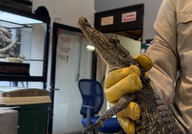 El reptil no pertenece al ecosistema local, precisó encargado del área de Fauna del museo.