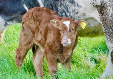 Ganaderos de la región Sureste enfrentan serias dificultades debido al cierre de fronteras para la exportación de carne a Estados Unidos, lo que ha llevado a la venta de ganado a precios muy por debajo de su valor.