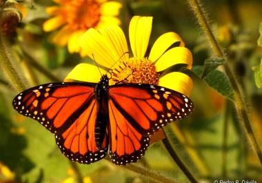 Las zonas de avistamiento de mariposas en Coahuila reportan números alarmantemente bajos en comparación con años anteriores.