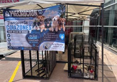 Perros y gatos rescatados de las calles fueron puestos en adopción durante la jornada realizada en Honda Saltillo.