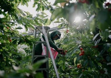 La recolección de cerezas en el noroeste del Pacífico atrae cada año a miles de trabajadores migrantes bajo el programa H-2A, quienes buscan mejores ingresos a pesar de la reciente reducción de salarios y los desafíos del sector.