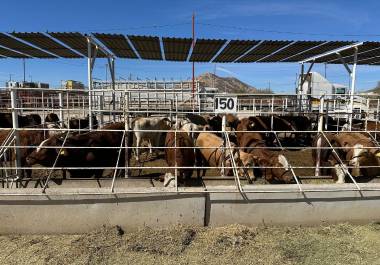 El cierre de la frontera limita la exportación de becerros y afecta la economía de productores.
