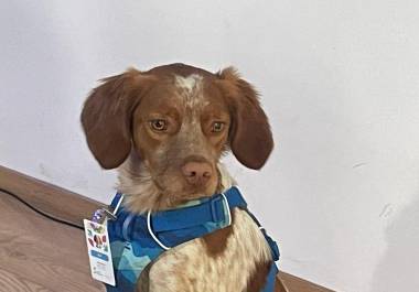 Rex, un ejemplar de raza bretón español, fue presentado oficialmente como el nuevo integrante del equipo canino de Aguas de Saltillo, donde apoyará en la detección de fugas ocultas en la red de distribución de agua potable.