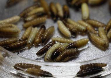 Las autoridades mexicanas señalaron que continuarán ajustando acciones conforme evolucione la situación en campo.