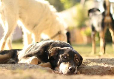 La asociación busca fortalecer la atención de perros y gatos en situaciones críticas mediante actividades abiertas al público