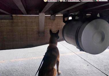Elemento canino de nombre “Chocolate” que participó en la detección del narcótico en la aduana de Tijuana