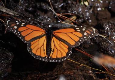 Cada otoño, millones de mariposas viajan casi 4.800 kilómetros desde Canadá, a través de Estados Unidos, hasta llegar al oeste de México.