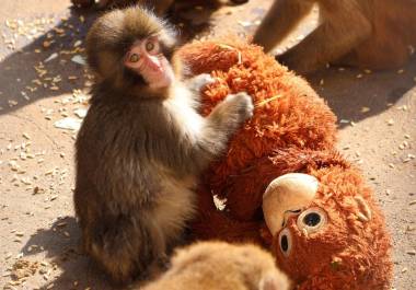 Punch que fue abandonado al nacer en el zoológico de la ciudad de Ichikawa, y que desde entonces no se separa de un peluche que se ha convertido en una madre improvisada, se hizo viral en Japón.