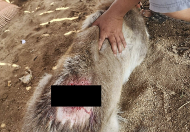 Los veterinarios subrayaron la importancia de la limpieza, la fumigación y el uso de mosquicidas como medida preventiva.