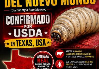 El primer caso en Texas fue detectado en un becerro de tres semanas en el condado de Zavala, cerca de Eagle Pass.