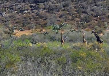 El hallazgo ha sorprendido a la comunidad, pues la región no cuenta con condiciones naturales para su supervivencia.