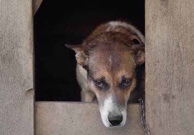 Dignidad Animal señaló un incremento en las denuncias ciudadanas por abandono, maltrato y crueldad animal en Coahuila.