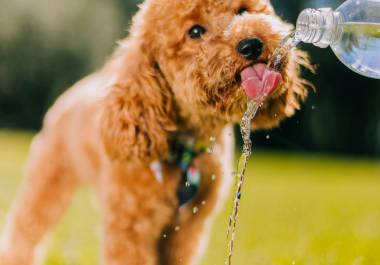 Las altas temperaturas registradas en México elevan el riesgo de golpes de calor en perros y gatos, una emergencia veterinaria que puede poner en peligro su vida en cuestión de minutos.