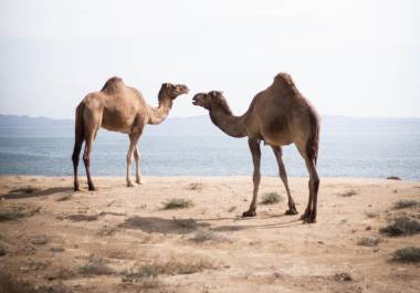 Cuando en Saltillo se vendían camellos