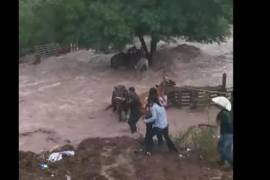 Un joven, con ayuda de otros jinetes, arriesga su vida para salvar a un caballo atrapado en medio de una creciente corriente en un ejido de Saltillo.