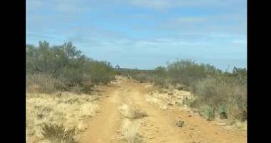 Tres jirafas fueron captadas mientras atravesaban el semidesierto de la región Centro de Coahuila, sorprendiendo a policías que patrullaban caminos vecinales.