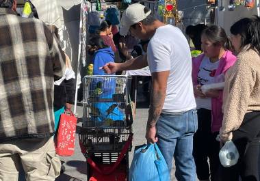 Cotorros son ofrecidos en mercados rodantes de Saltillo hasta en 3 mil 500 pesos, a pesar de estar prohibida su comercialización.