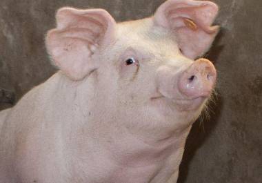 La dependencia reiteró que la peste porcina africana no representa un riesgo para la salud humana, pero sí tiene graves efectos en la producción pecuaria.