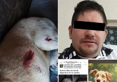 Colectivos de protección animal demandaron una sanción ejemplar por el ataque que dejó a “Popi” sin una de sus patas.