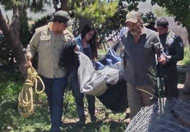 El ejemplar quedó bajo resguardo de la SEMA, donde será valorado por veterinarios antes de definir su reubicación.