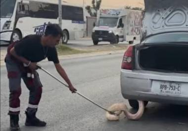Los hechos fueron atendidos por elementos de Protección Civil de Zuazua y finalmente el animal quedo bajo el resguardo de Parques y Vida Silvestre.