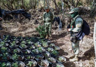 También erradicaron un plantío de mariguana en comunidades rurales de Culiacán, Sinaloa. FOTO: Cuartoscuro