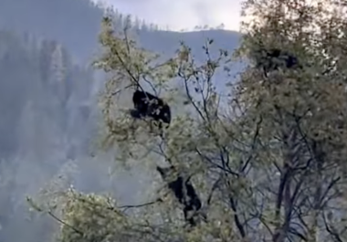 Visitantes de Bosques de Monterreal captaron a varios osos negros trepados en árboles, una escena que rápidamente se difundió en redes sociales y medios digitales.