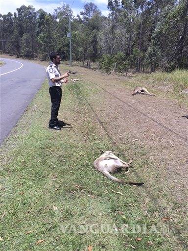 $!Australia: buscan a 'asesino serial' de canguros